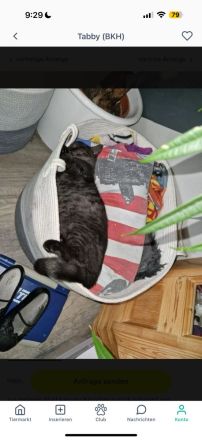 Weibliches BKH Kätzchen in liebevolle Hände abzugeben