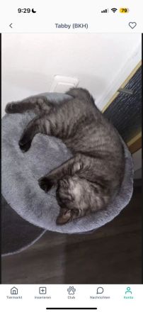 Weibliches BKH Kätzchen in liebevolle Hände abzugeben