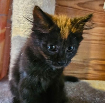 Kitten Mix Norwegische Waldkatze / BKH