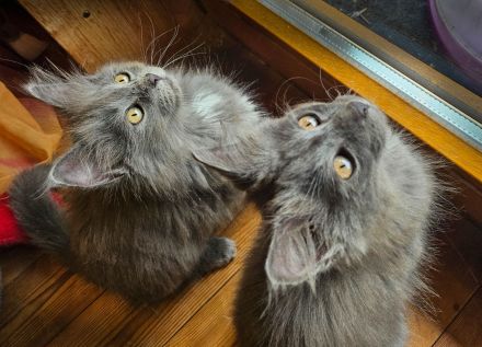 Kitten Mix Norwegische Waldkatze / BKH