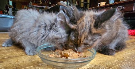 Kitten Mix Norwegische Waldkatze / BKH