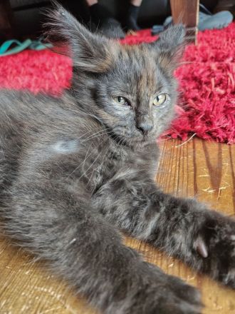 Kitten Mix Norwegische Waldkatze / BKH