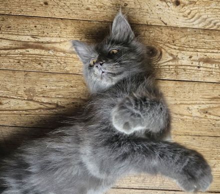 Kitten Mix Norwegische Waldkatze / BKH