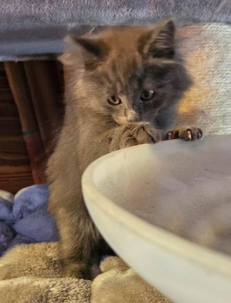 Kitten Mix Norwegische Waldkatze / BKH