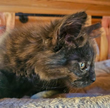 Kitten Mix Norwegische Waldkatze / BKH