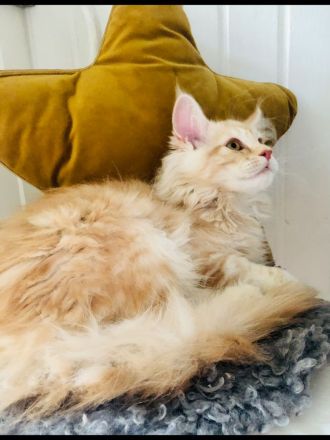 Maine Coon Traumkitten 🥰