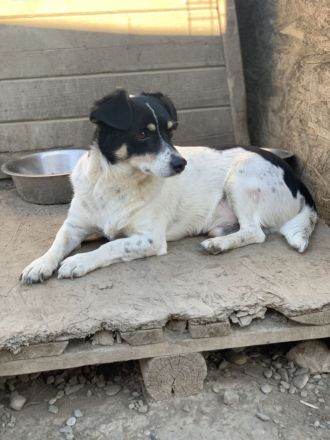 FLUFFY möchte dein herz erobern