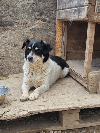 FLUFFY möchte dein herz erobern