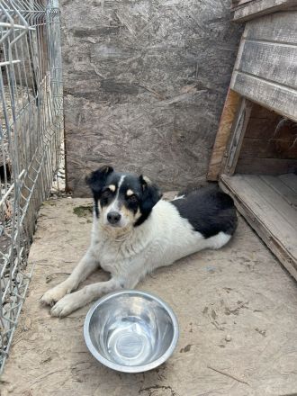 FLUFFY möchte dein herz erobern