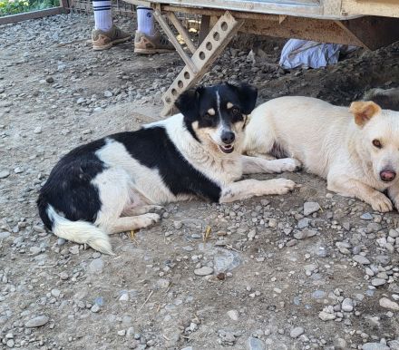 FLUFFY möchte dein herz erobern