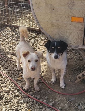 FLUFFY möchte dein herz erobern