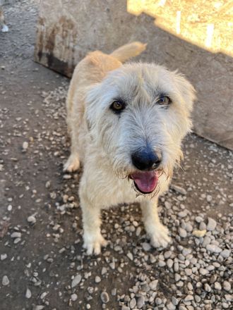 Verspielte LENIE sucht ihre Menschen für immer