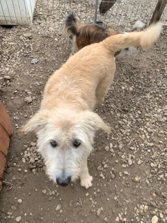 Verspielte LENIE sucht ihre Menschen für immer