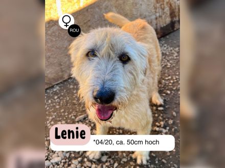 Verspielte LENIE sucht ihre Menschen für immer