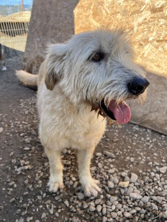 Verspielte LENIE sucht ihre Menschen für immer