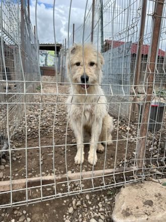 Verspielte LENIE sucht ihre Menschen für immer