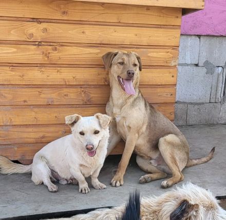 PEDDY möchte die Welt entdecken