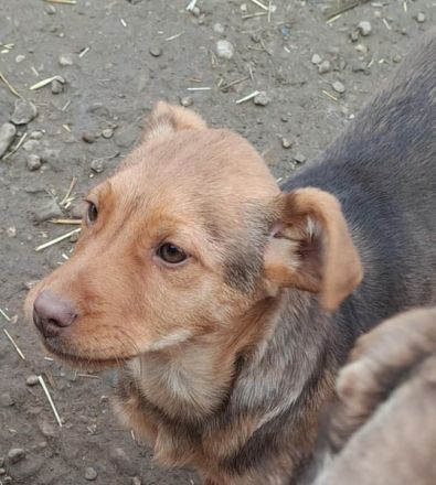 PEDDY möchte die Welt entdecken