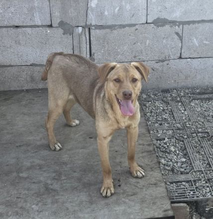 PEDDY möchte die Welt entdecken