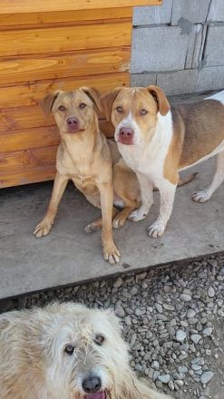 PEDDY möchte die Welt entdecken