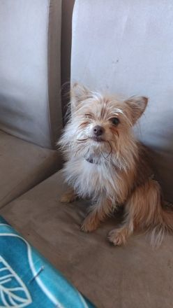 Kleine süße Maus Sucht neues Zuhause