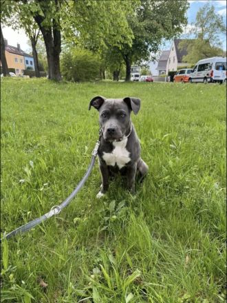 Mischling Hündin 1,5 jahre alt