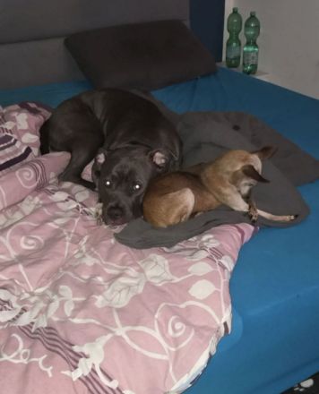 Mischling Hündin 1,5 jahre alt