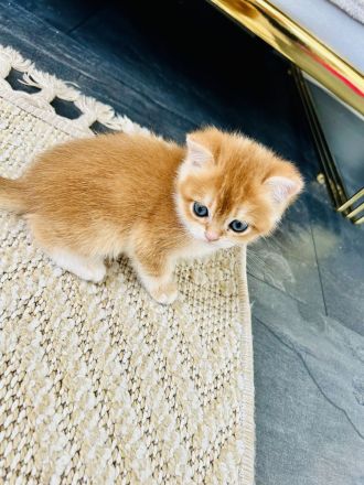 BKH Kitten Reinrassig dürfen bald umziehen