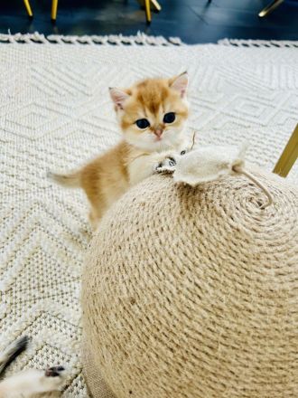 BKH Kitten Reinrassig dürfen bald umziehen