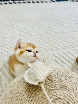 BKH Kitten Reinrassig dürfen bald umziehen