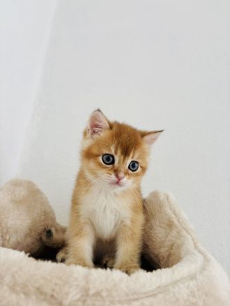 BKH Kitten Reinrassig dürfen bald umziehen