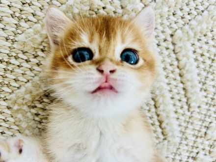 BKH Kitten Reinrassig dürfen bald umziehen