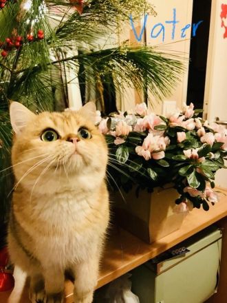 BKH Kitten Reinrassig dürfen bald umziehen