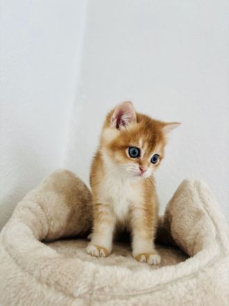 BKH Kitten Reinrassig dürfen bald umziehen