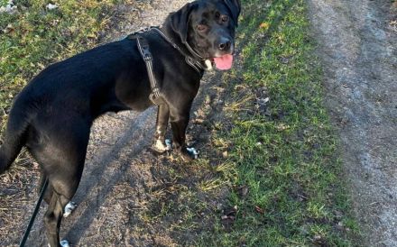 Mokka sucht ein neues Zuhause