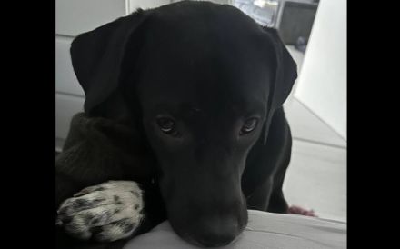 Mokka sucht ein neues Zuhause