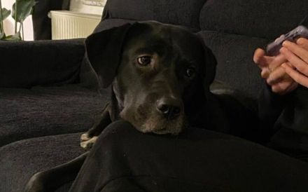 Mokka sucht ein neues Zuhause