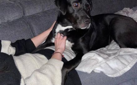 Mokka sucht ein neues Zuhause