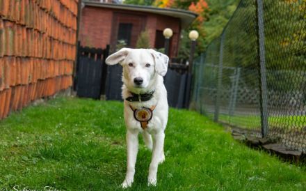 Wer hat ein Körbchen für Azzuro frei?