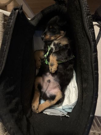 Gesucht wird das perfekte Zuhause für meinen Billy