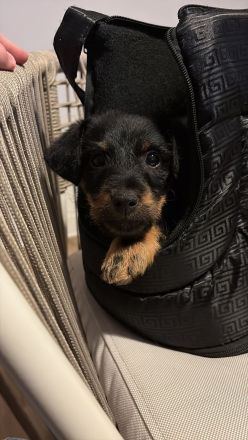 Gesucht wird das perfekte Zuhause für meinen Billy