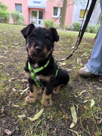 Gesucht wird das perfekte Zuhause für meinen Billy