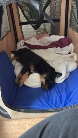 Gesucht wird das perfekte Zuhause für meinen Billy