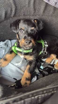 Gesucht wird das perfekte Zuhause für meinen Billy