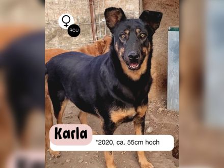 KARLA - darf ich bei dir aufblühen?