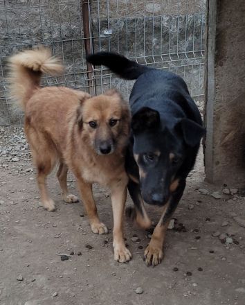 KARLA - darf ich bei dir aufblühen?