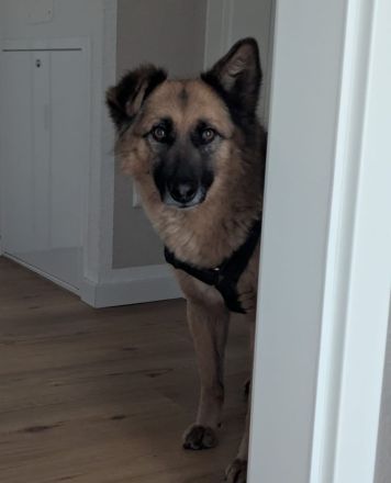 Ruhige SHILA sucht treue Begleiter
