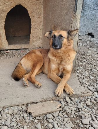 Ruhige SHILA sucht treue Begleiter