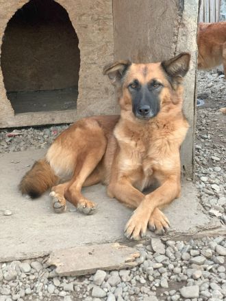 Ruhige SHILA sucht treue Begleiter