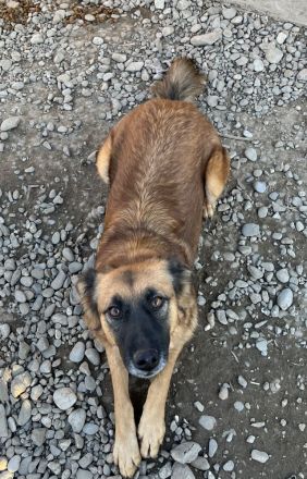 Ruhige SHILA sucht treue Begleiter